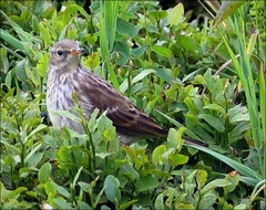 Water Pipit